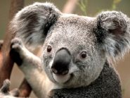 Koala (Small)